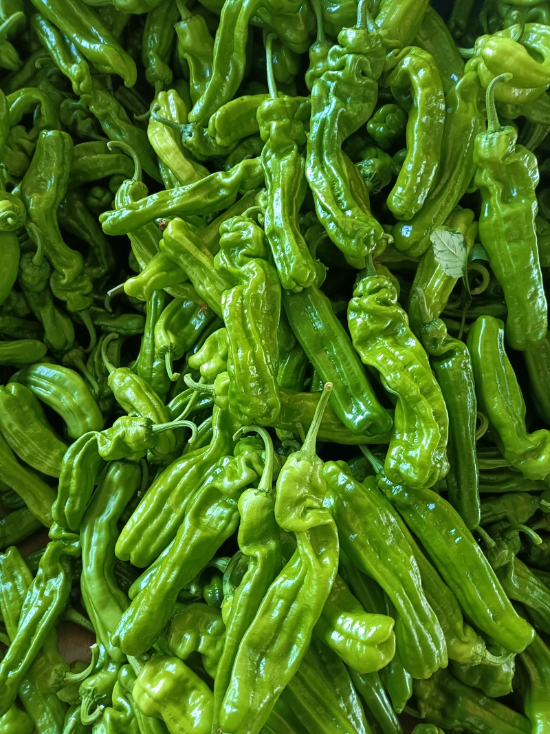 山东费县薄皮椒大量有货，大量供应代收代发全国各地