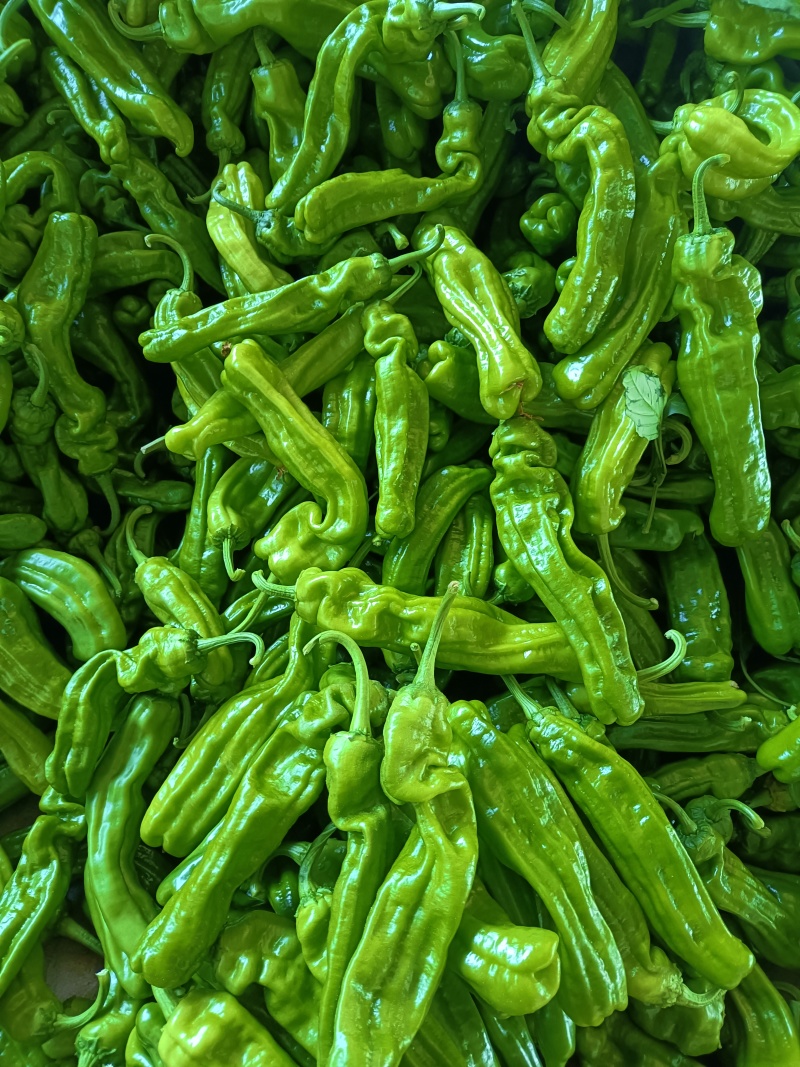 山东费县薄皮椒大量有货，大量供应代收代发全国各地
