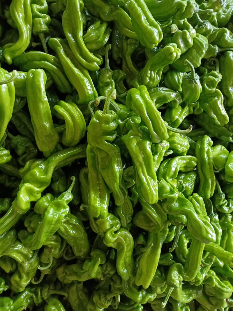 山东费县薄皮椒大量有货，大量供应代收代发全国各地