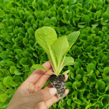 大白菜苗