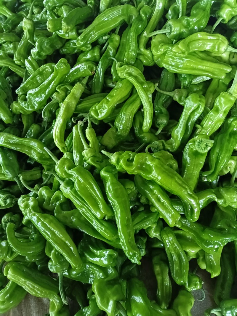 山东费县薄皮椒大量有货，大量供应代收代发全国各地