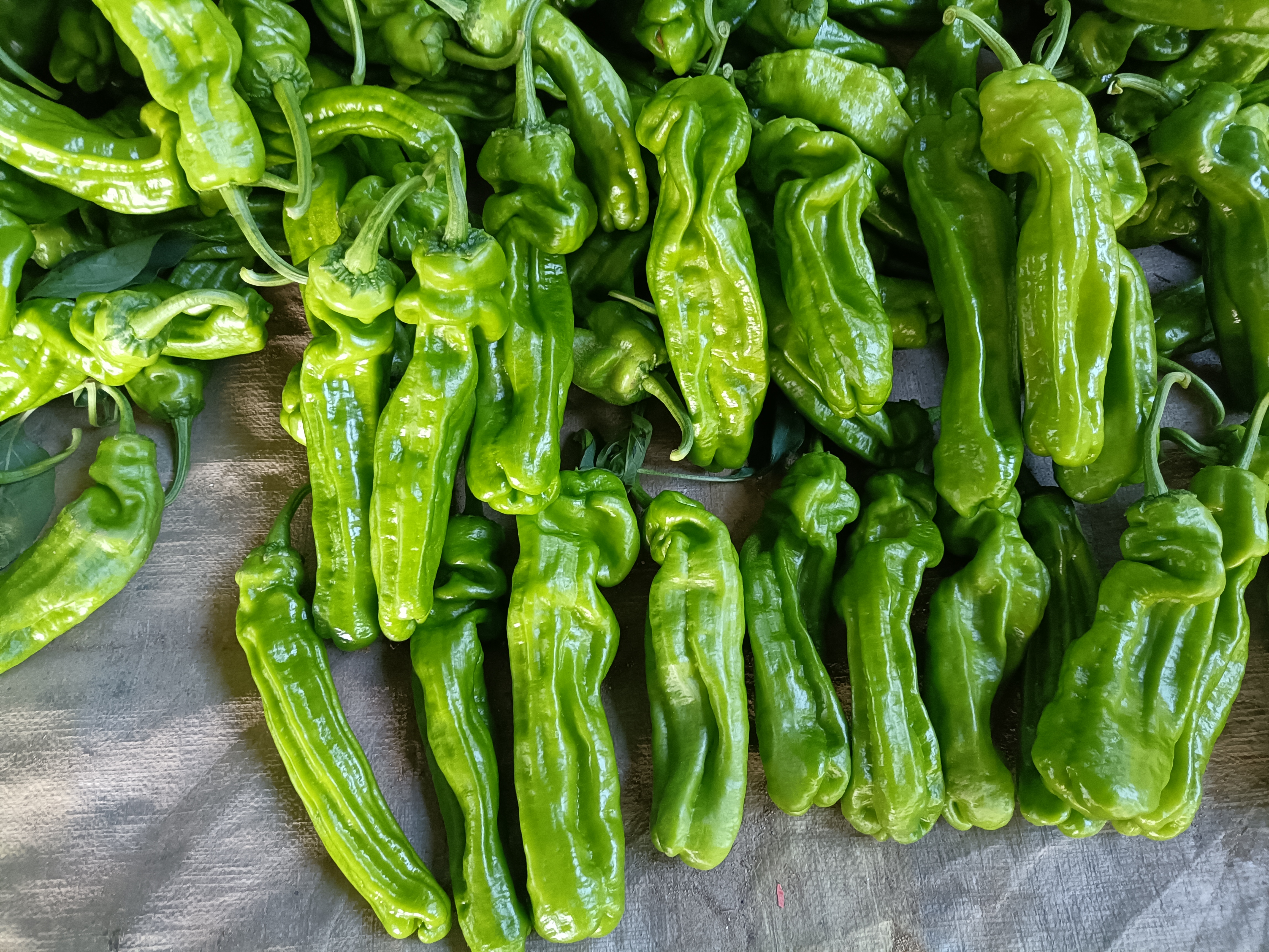 薄皮椒新鲜采摘场景