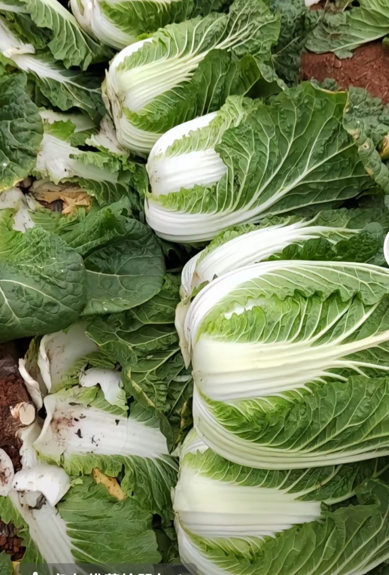 大白菜苗