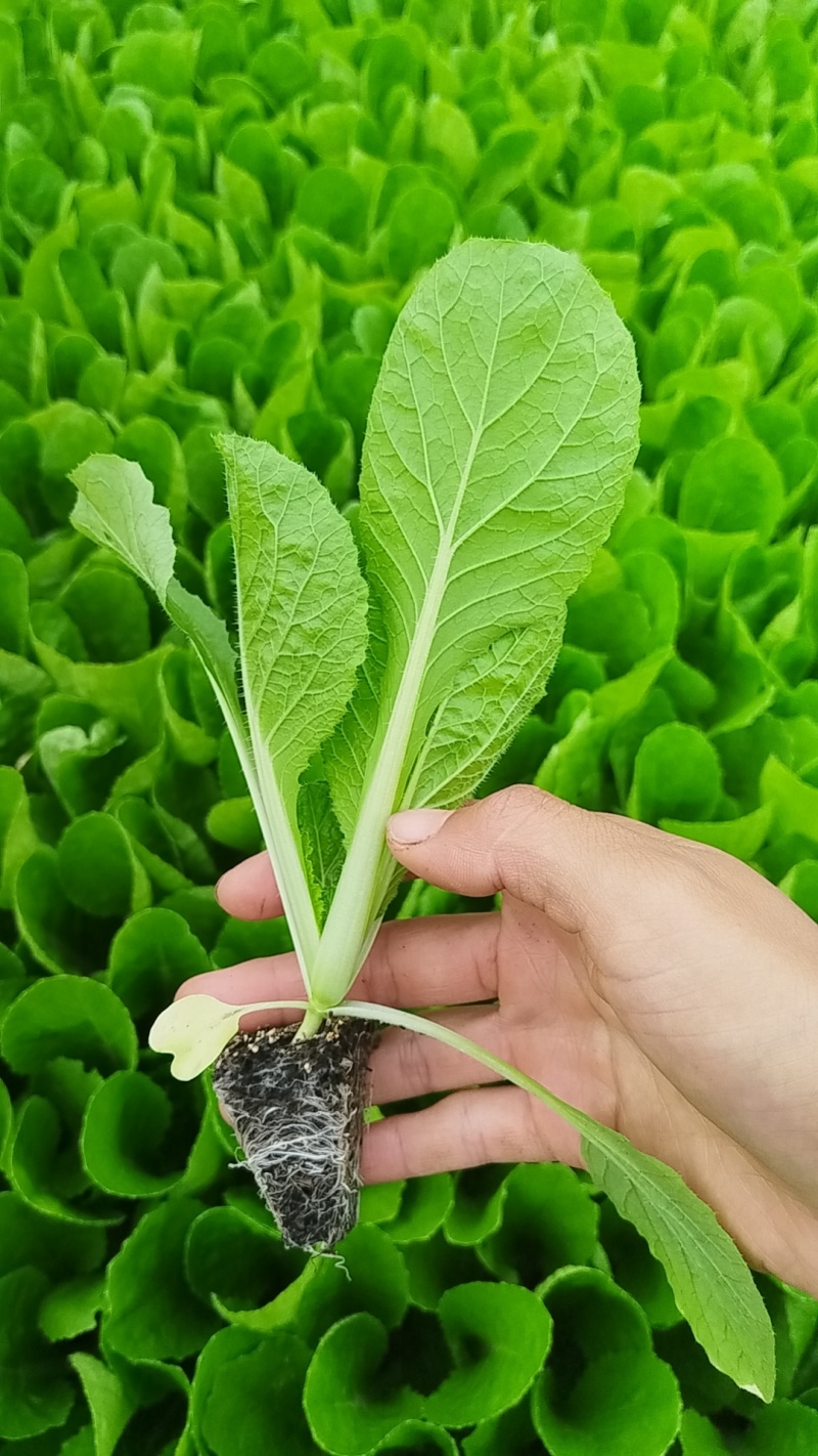 大白菜苗