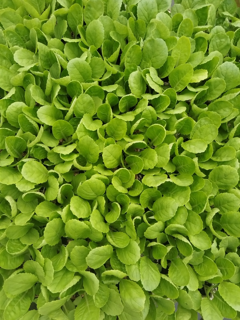 大白菜苗