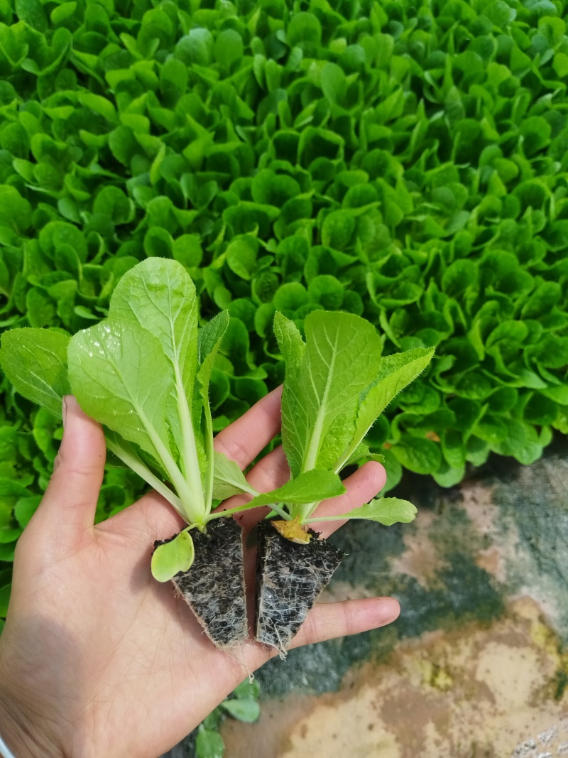 大白菜苗