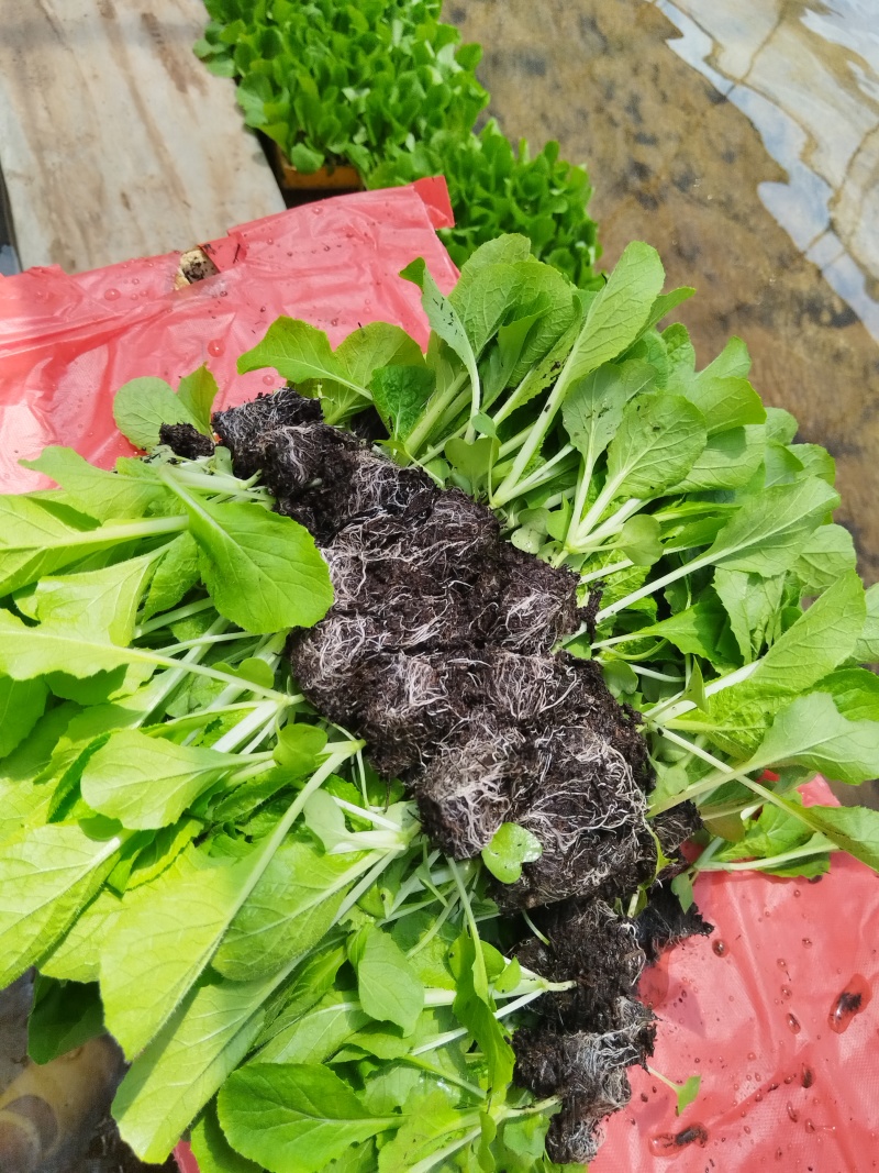 大白菜苗