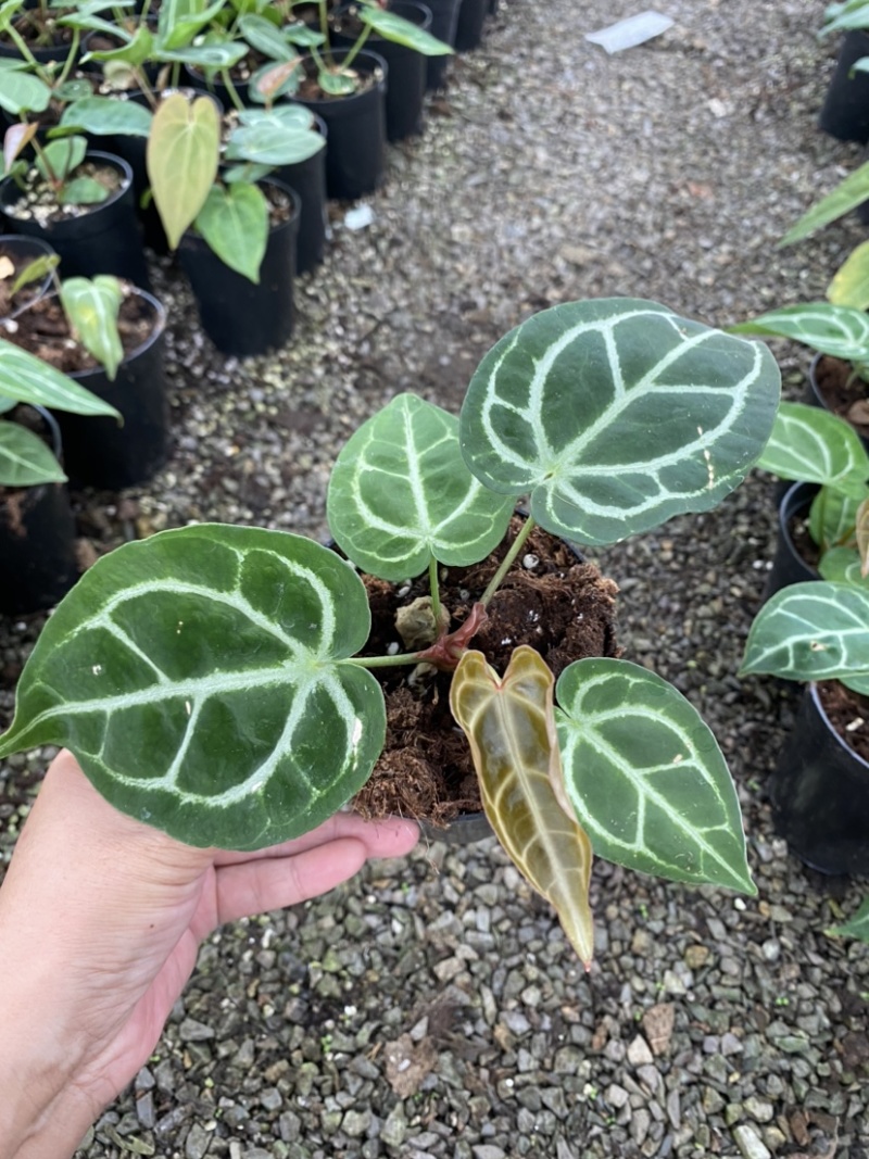 花烛
