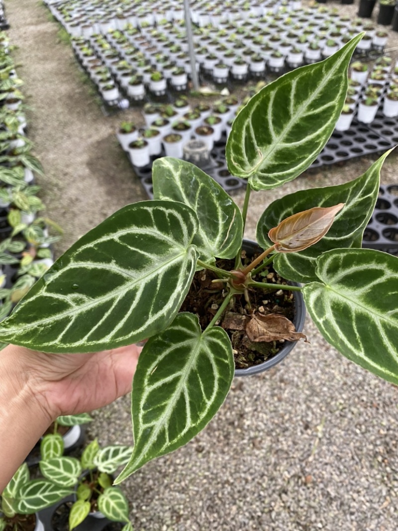 花烛