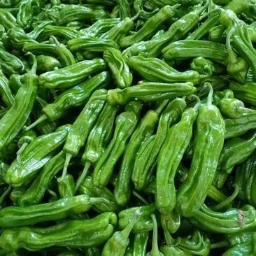 费县精品薄皮椒苏椒芜湖椒大量上市对接电商市场团购全国发货