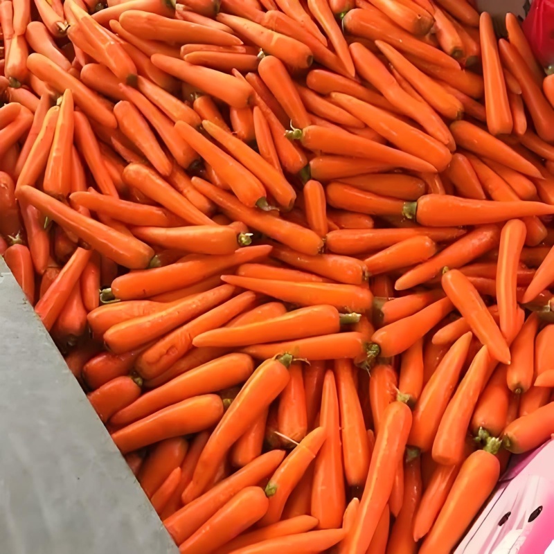 精品三红胡萝卜产地直达对接市场电商商超可视频看
