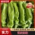 费县精品薄皮椒苏椒芜湖椒大量上市对接电商市场团购全国发货