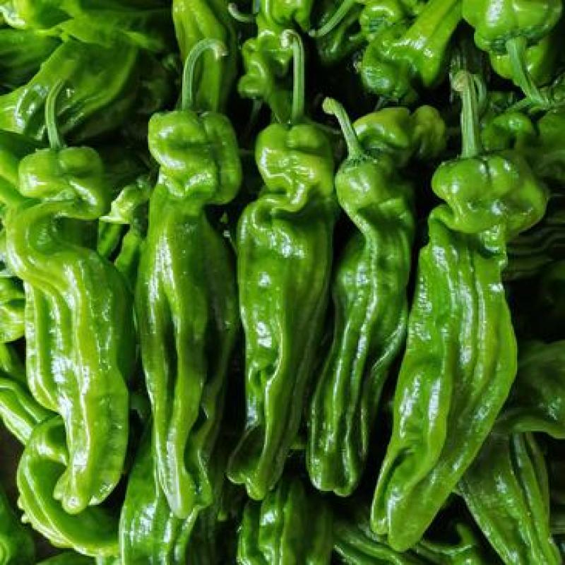 费县精品薄皮椒苏椒芜湖椒大量上市对接电商市场团购全国发货
