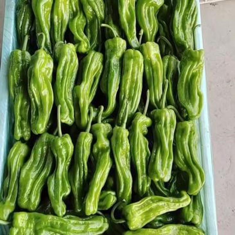 费县精品薄皮椒苏椒芜湖椒大量上市对接电商市场团购全国发货