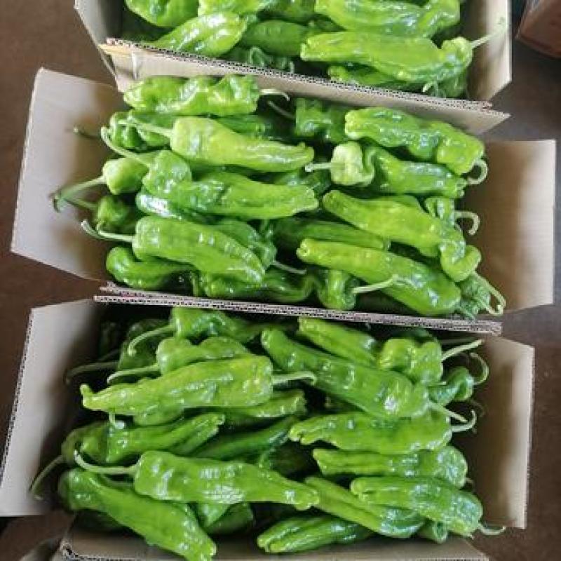 费县精品薄皮椒苏椒芜湖椒大量上市对接电商市场团购全国发货