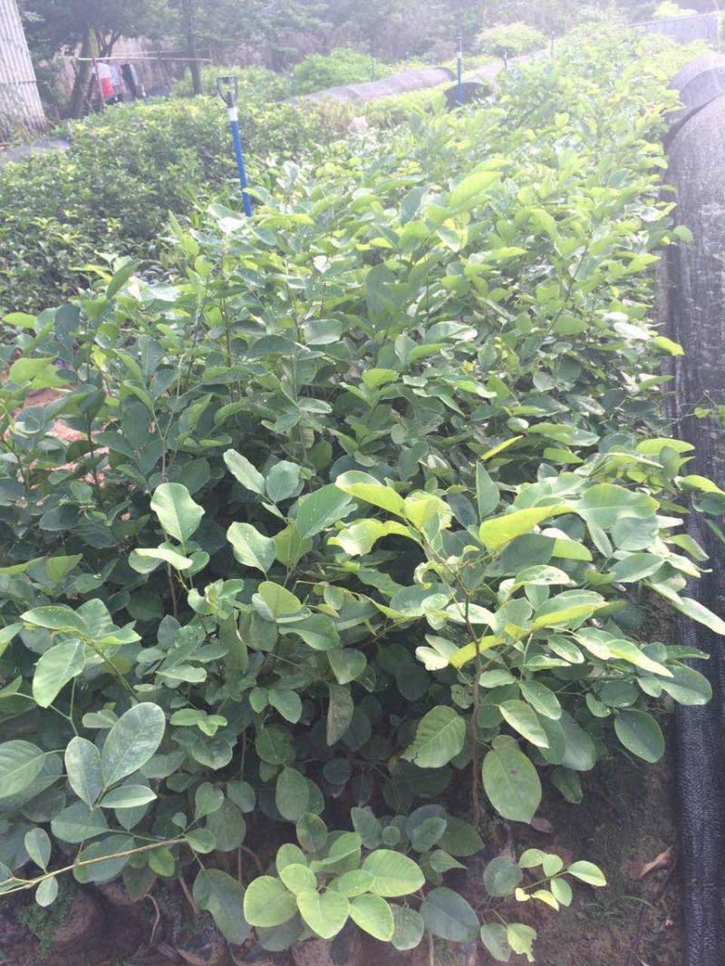 正宗印度小叶紫檀檀香紫檀树苗
