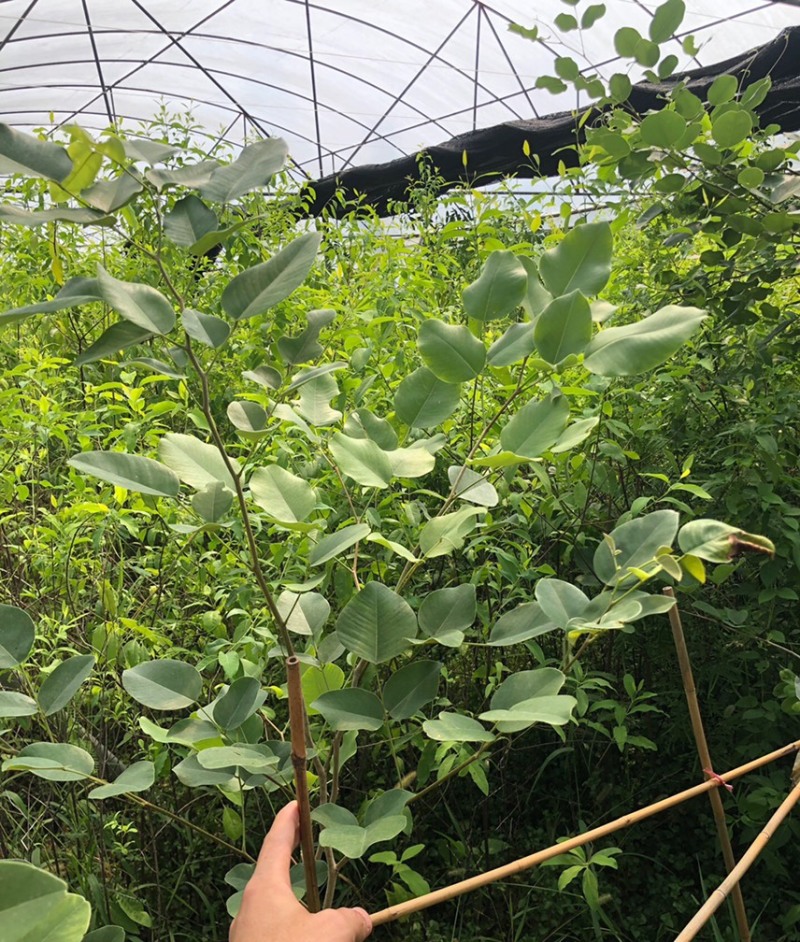 正宗印度小叶紫檀檀香紫檀树苗