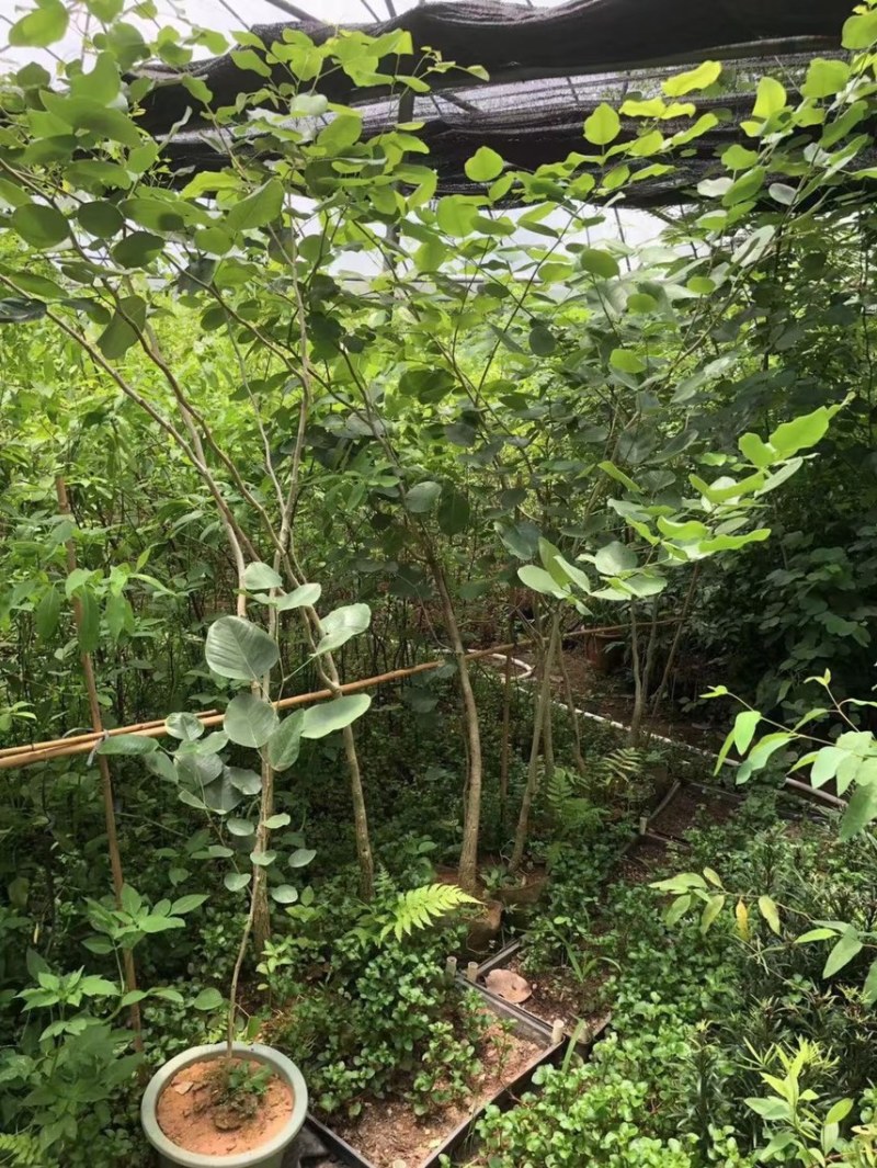正宗印度小叶紫檀檀香紫檀树苗
