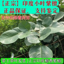 正宗印度小叶紫檀檀香紫檀树苗