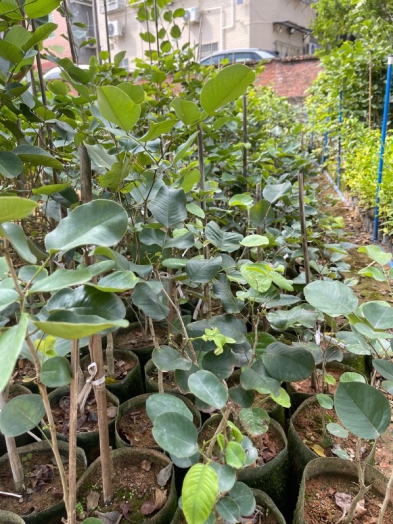 正宗印度小叶紫檀檀香紫檀树苗