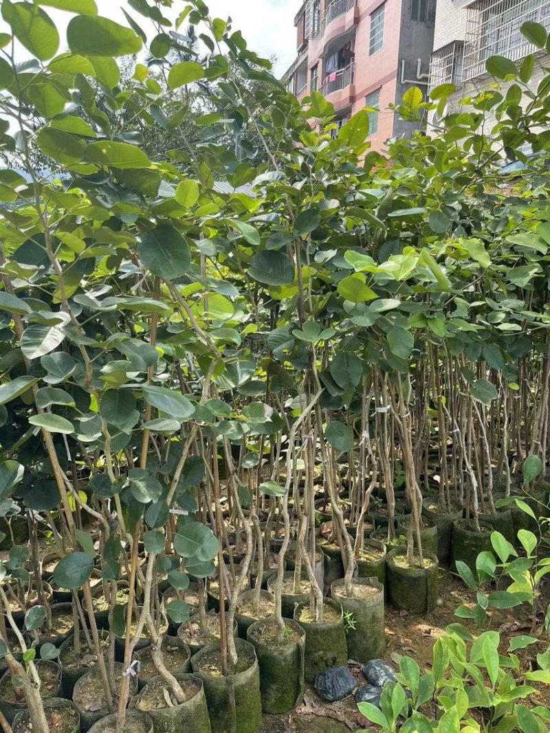 正宗印度小叶紫檀檀香紫檀树苗