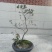 海岛春花