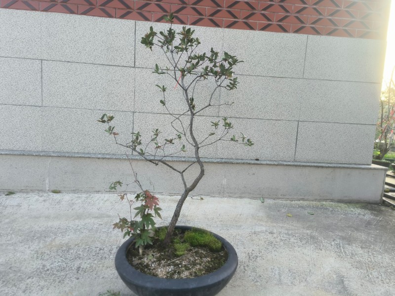 海岛春花