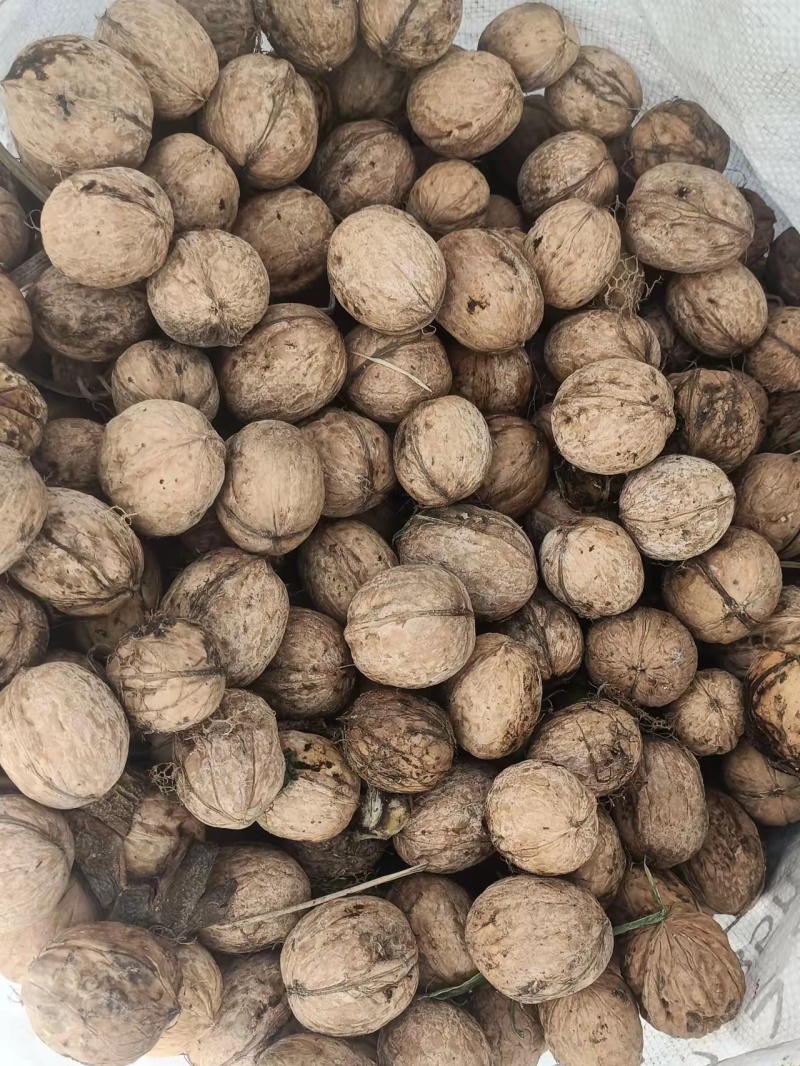 新疆纸皮185薄皮核桃资源充足供应稳定支持社区团购整车