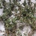 纯野生地锦草.草血竭.血见愁.蜈蚣草.奶汁草……