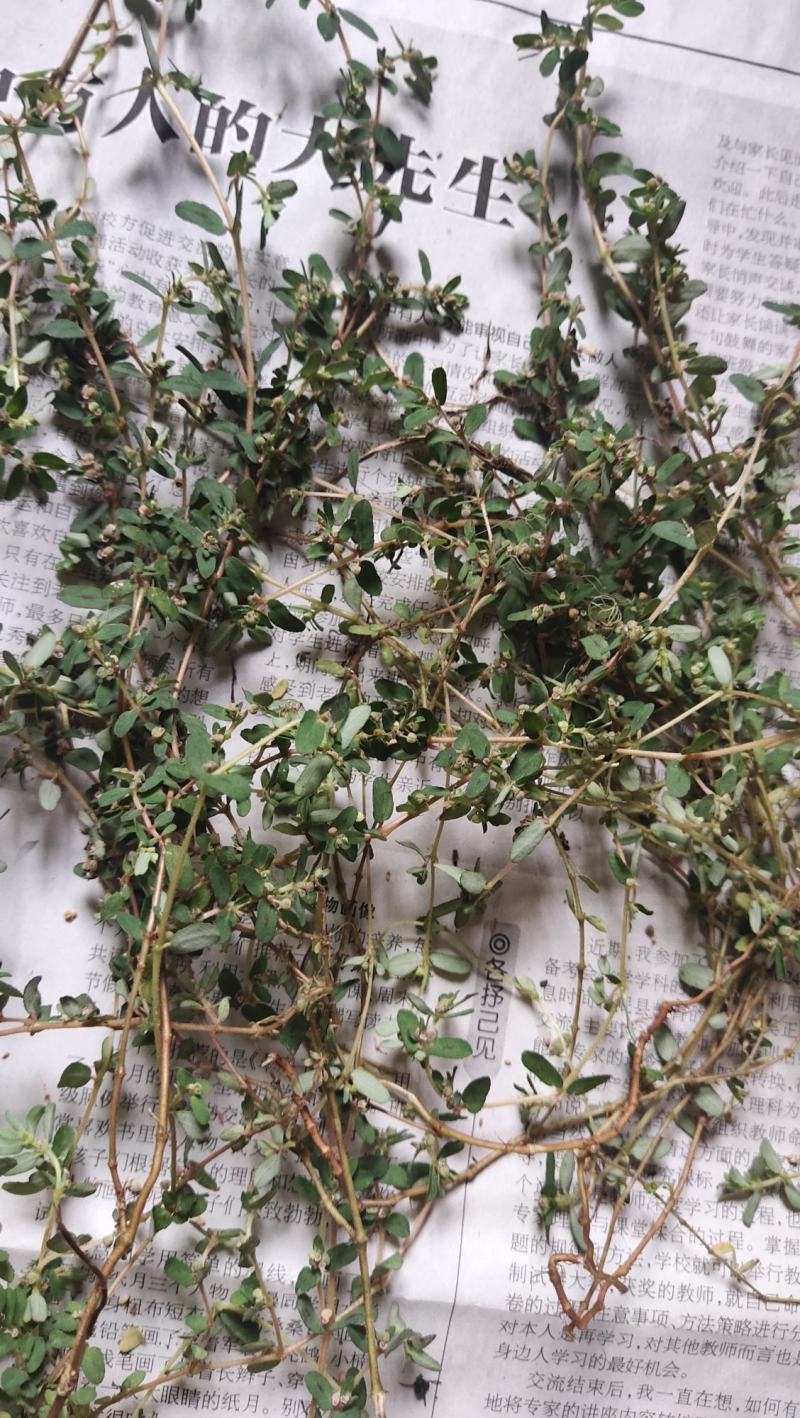 纯野生地锦草.草血竭.血见愁.蜈蚣草.奶汁草……
