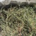 纯野生地锦草.草血竭.血见愁.蜈蚣草.奶汁草……