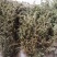 纯野生地锦草.草血竭.血见愁.蜈蚣草.奶汁草……