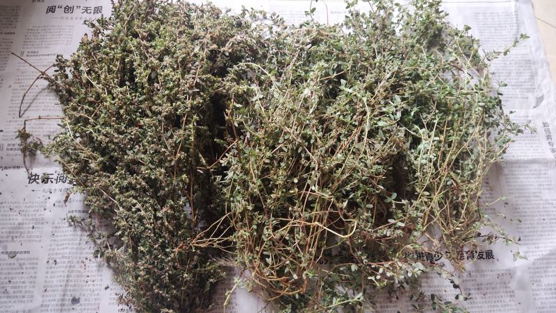 纯野生地锦草.草血竭.血见愁.蜈蚣草.奶汁草……