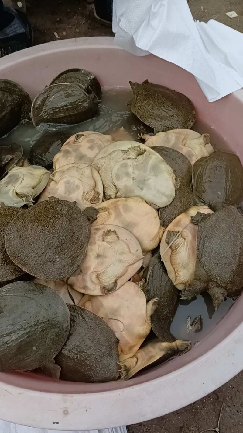 外塘冷水黄甲鱼，母鳖规格0.6-2.5斤快递包活，包邮