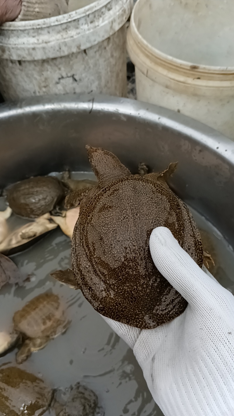 外塘冷水黄甲鱼，母鳖规格0.6-2.5斤快递包活，包邮