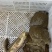 外塘冷水黄甲鱼，母鳖规格0.6-2.5斤快递包活，包邮
