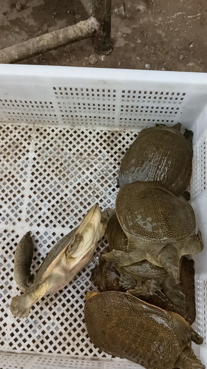 外塘冷水黄甲鱼，母鳖规格0.6-2.5斤快递包活，包邮