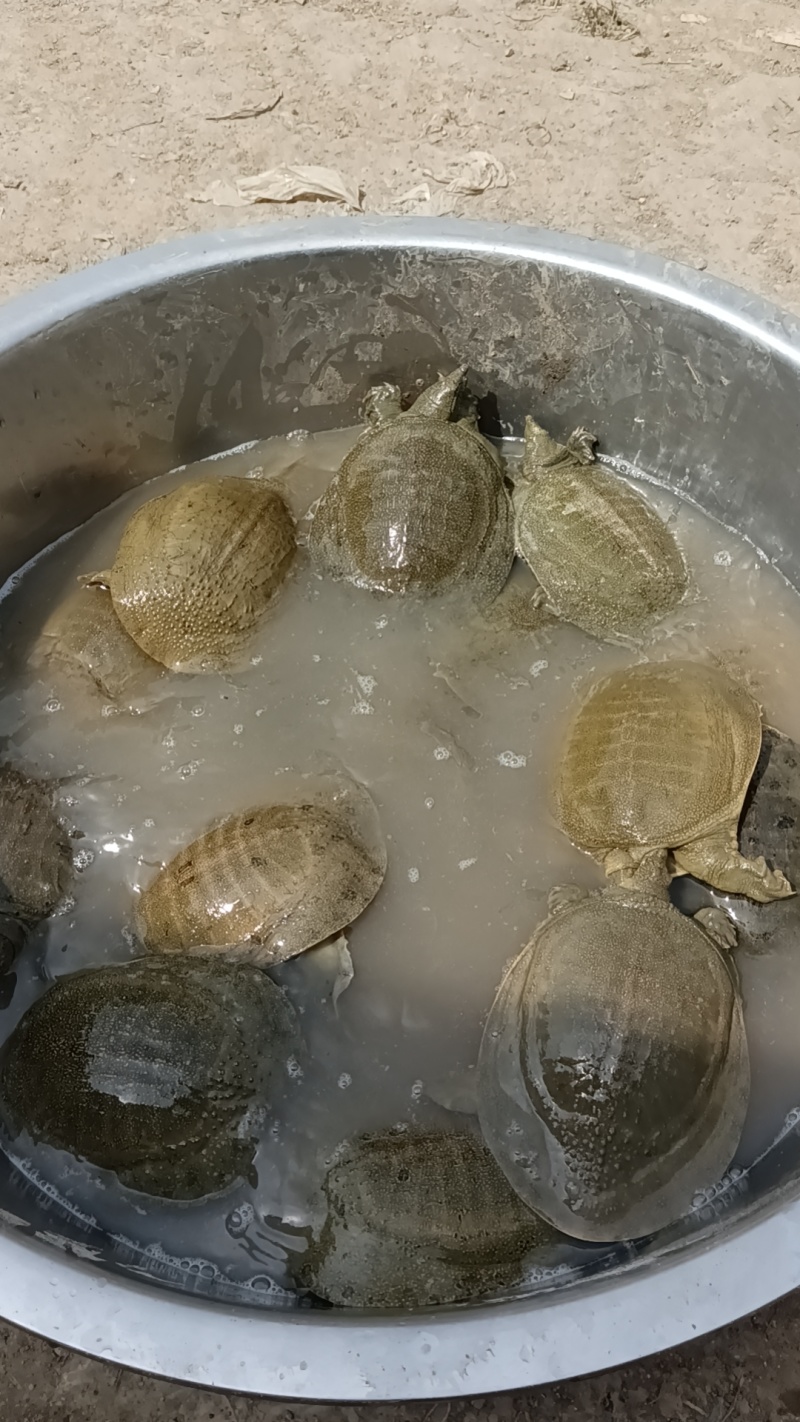 外塘冷水黄甲鱼，母鳖规格0.6-2.5斤快递包活，包邮
