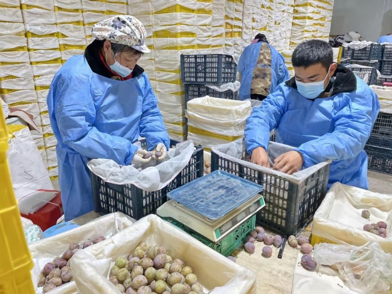 新疆纸皮185薄皮核桃资源充足供应稳定支持社区团购整车