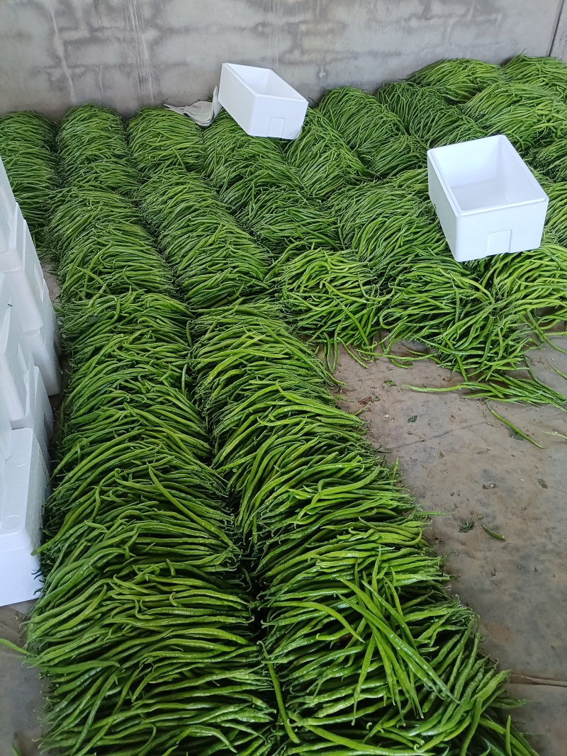 山东费县各种鲜辣椒大量有货，大量供应线椒量大，货源充足，