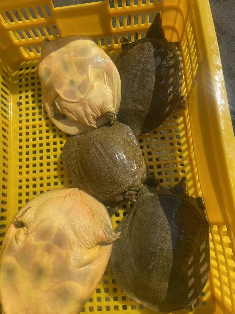 外塘冷水黄甲鱼，母鳖规格0.6-2.5斤快递包活，包邮