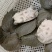 外塘冷水黄甲鱼，母鳖规格0.6-2.5斤快递包活，包邮