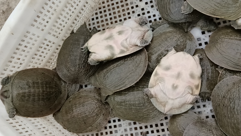 外塘冷水黄甲鱼，母鳖规格0.6-2.5斤快递包活，包邮