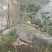海岛栀子花地景桩盆景桩都有全是熟桩