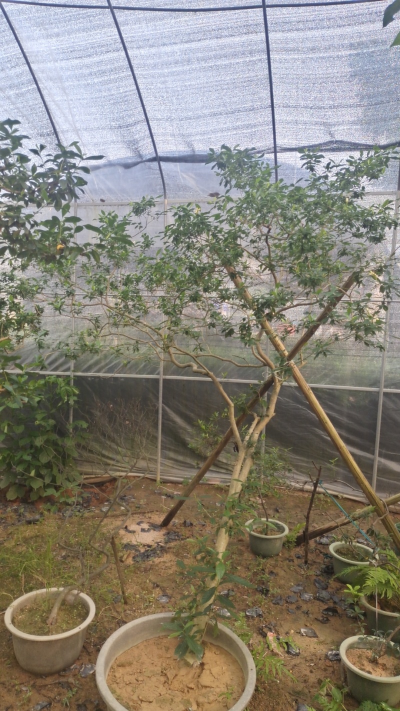 海岛栀子花地景桩盆景桩都有全是熟桩