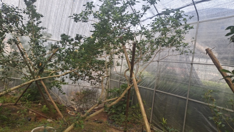 海岛栀子花地景桩盆景桩都有全是熟桩