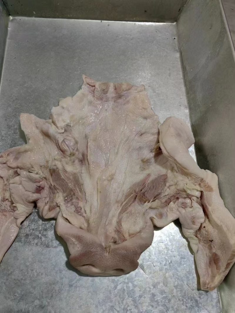 猪头