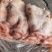 猪头