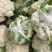 精品菜花松花菜产地直达一手货源供应电商市场超市