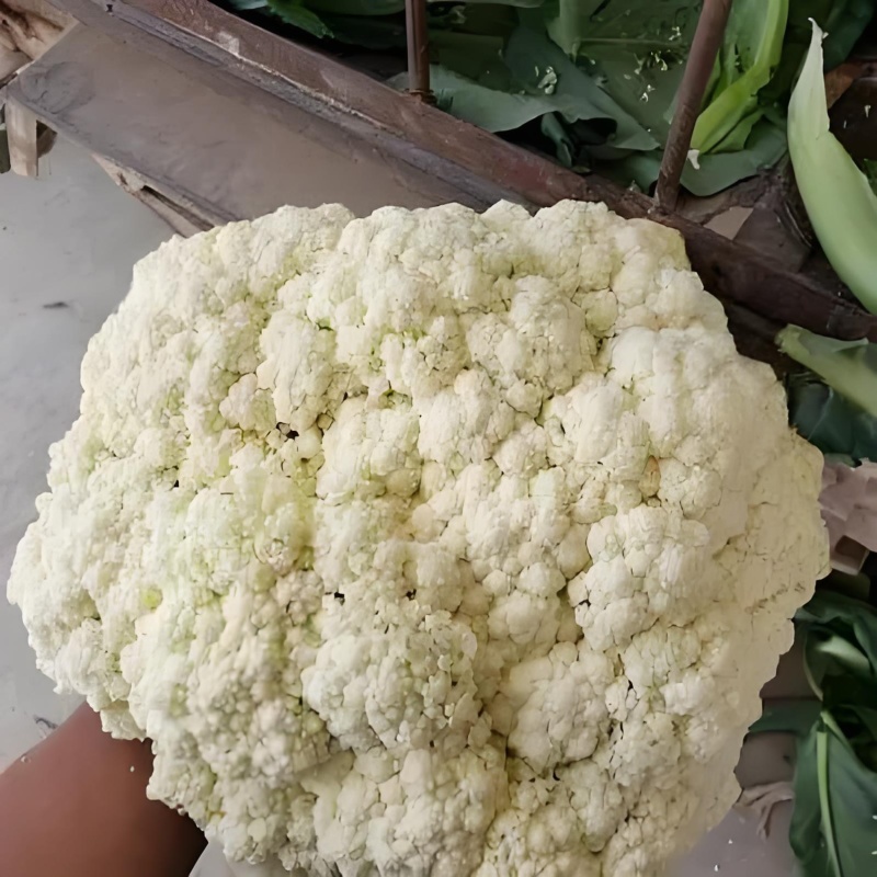 精品菜花松花菜产地直达一手货源供应电商市场超市